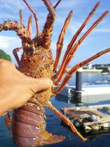 水揚げされる伊勢海老