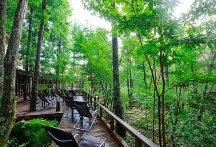 森カフェテラス席　木々の間に広がる緑を彩り豊かなドリンクとともに楽しむ