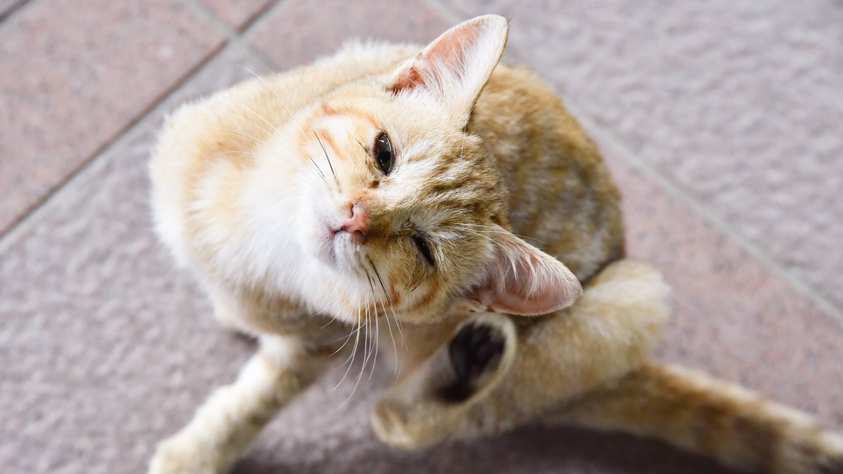 浦山山荘のかわいいネコちゃん達