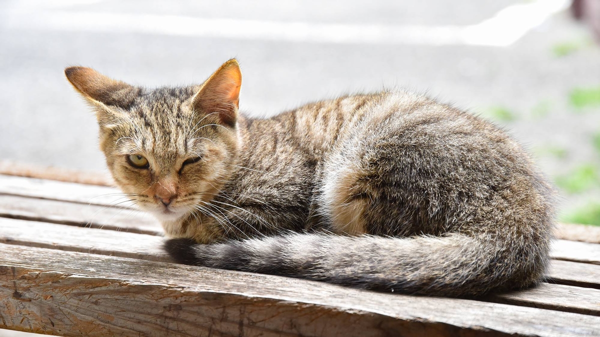 浦山山荘の猫好きにはたまらない猫ちゃんに会える宿という紹介写真