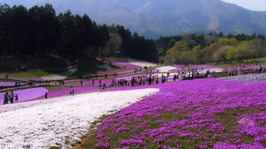 *周辺観光/羊山公園の芝桜