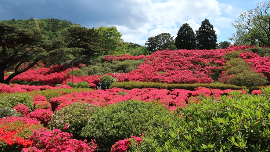 *【周辺観光情報/小室山公園】4月下旬から5月上旬まできれいなつつじを見ることができます。