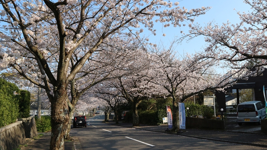 *【城ヶ崎海岸駅桜並木】桜の時期になると桜のトンネルの様に鮮やかに咲きます。