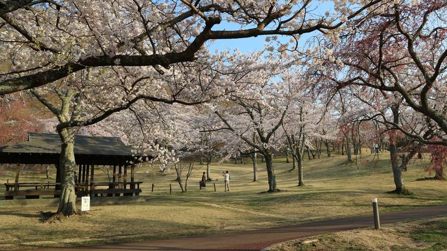 *【周辺観光】伊東桜から枝垂桜、染井吉野、大島桜、思川桜、八重紅枝垂桜、八重桜へと咲いていきます。
