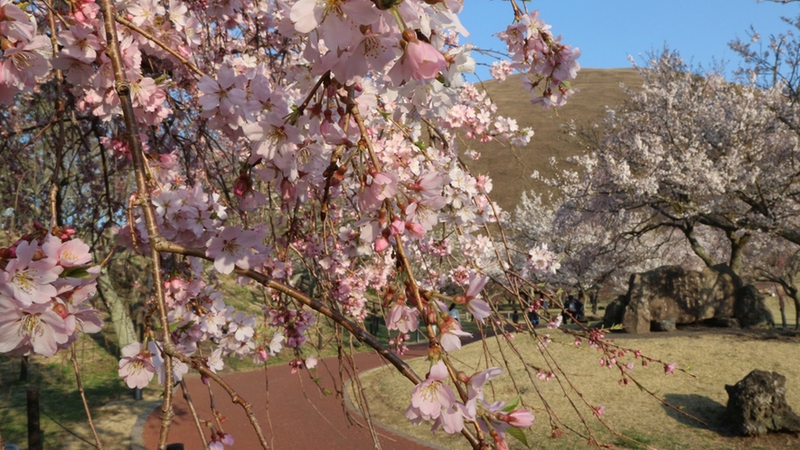 *【周辺観光情報/さくらの里】大室山山麓に、約40種1500本の桜が植えられています。