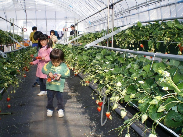 【5月6日まで】30分間食べ放題！いちご狩りチケット付きプラン　とちぎ和牛ステーキコース　1泊2食