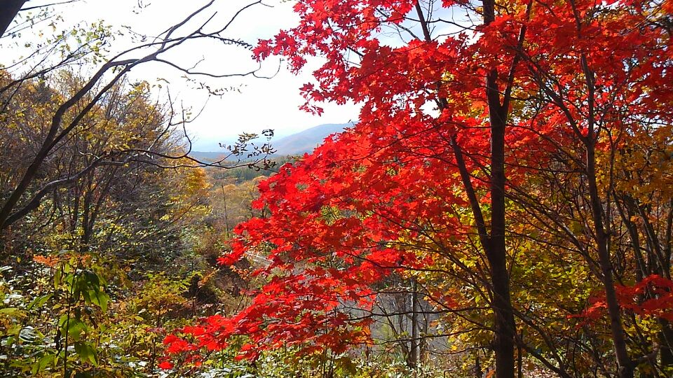 紅葉に囲まれた道路は落葉の絨毯です