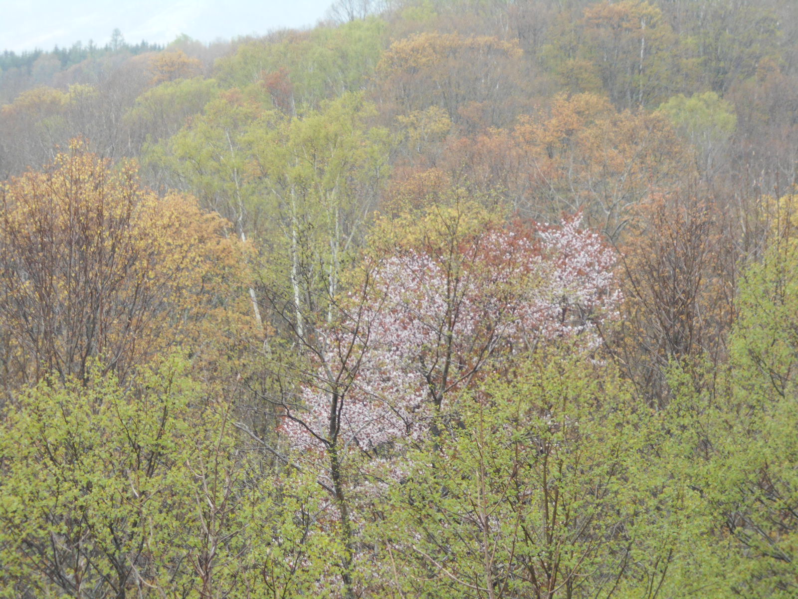 桜が映える春のニセコ