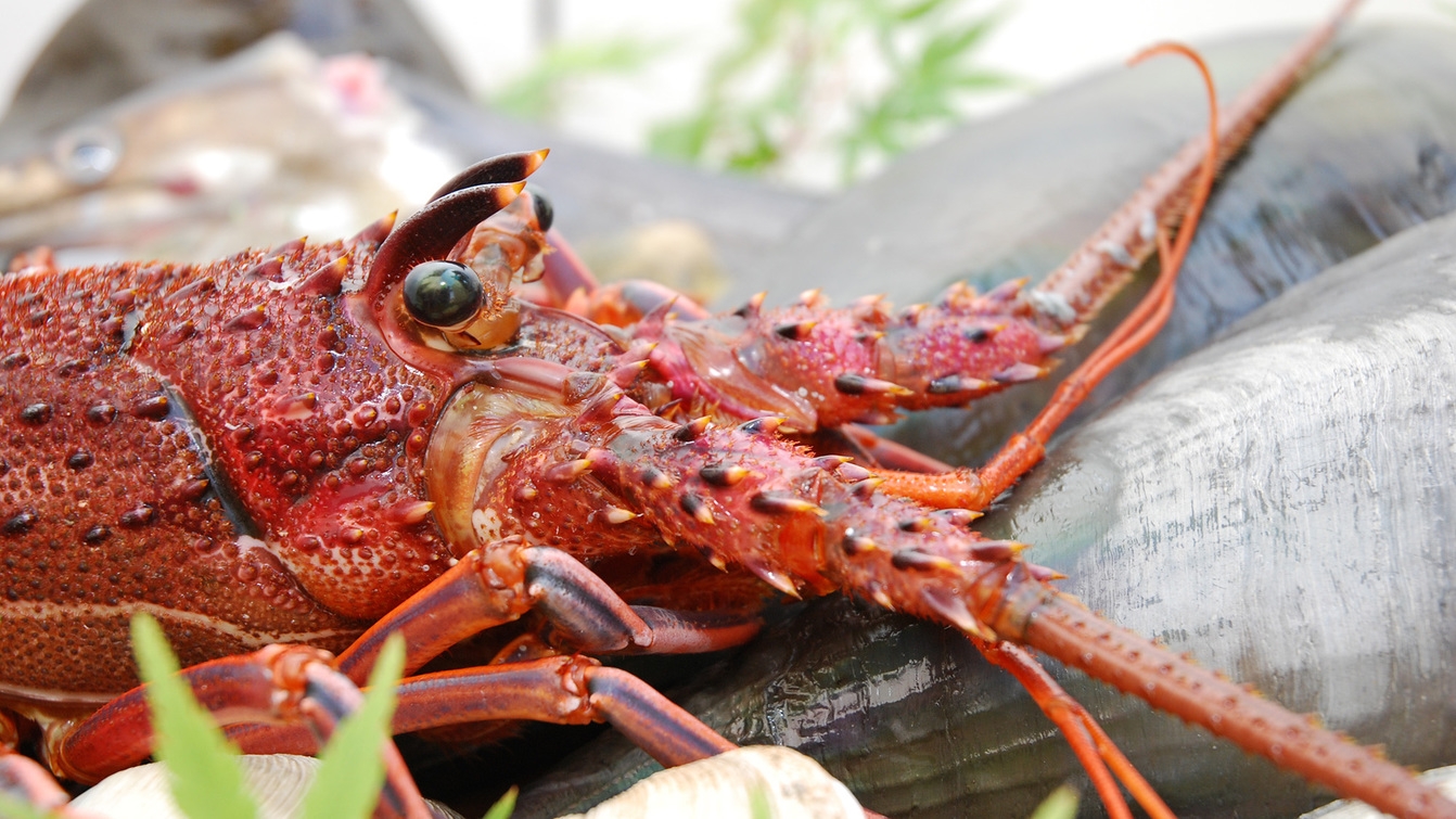 ≪あじ浜海の幸プラン≫ピチピチ！新鮮だからこそこの食感☆伊勢海老お造り付き☆