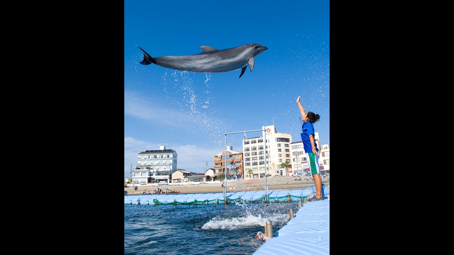 *6月～8月末までイルカに会えます。