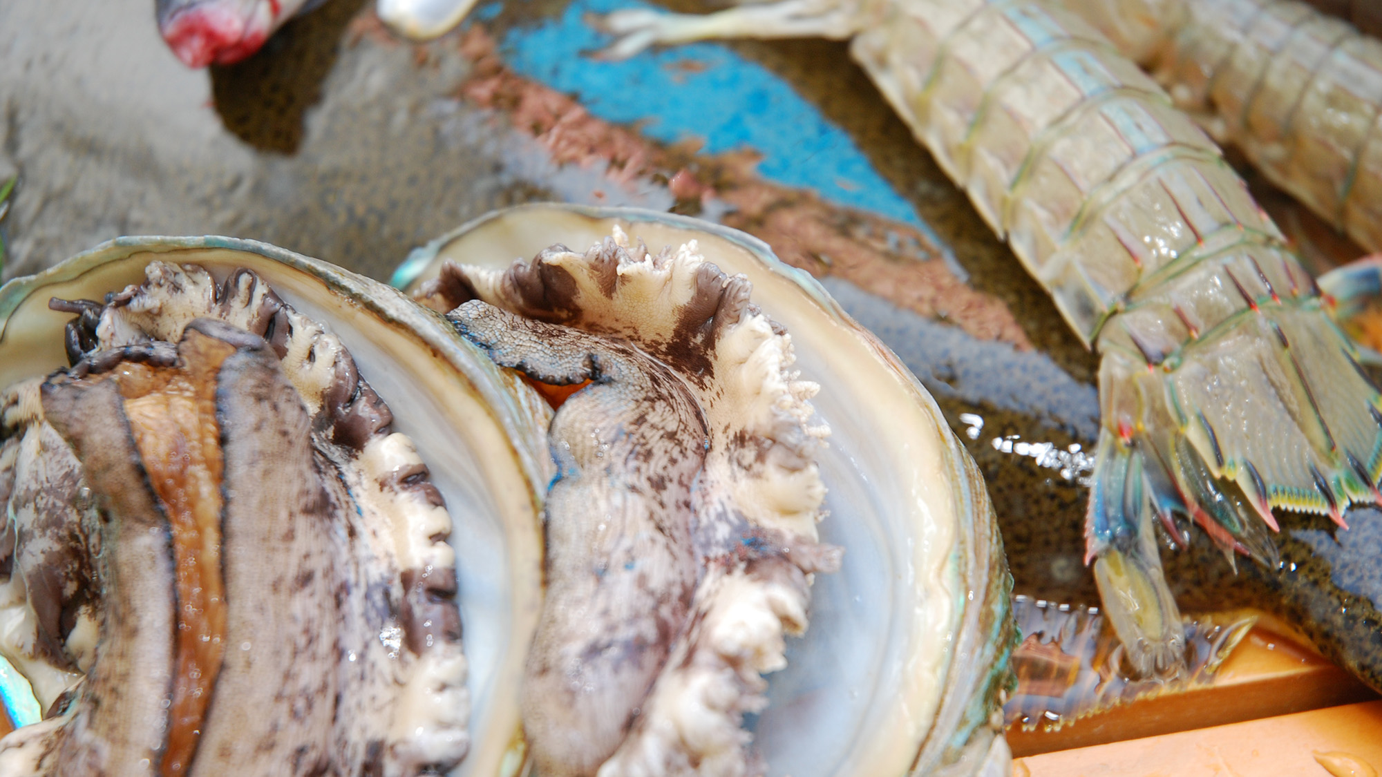 *ここだから味わえる新鮮な海の幸を存分にお楽しみください。