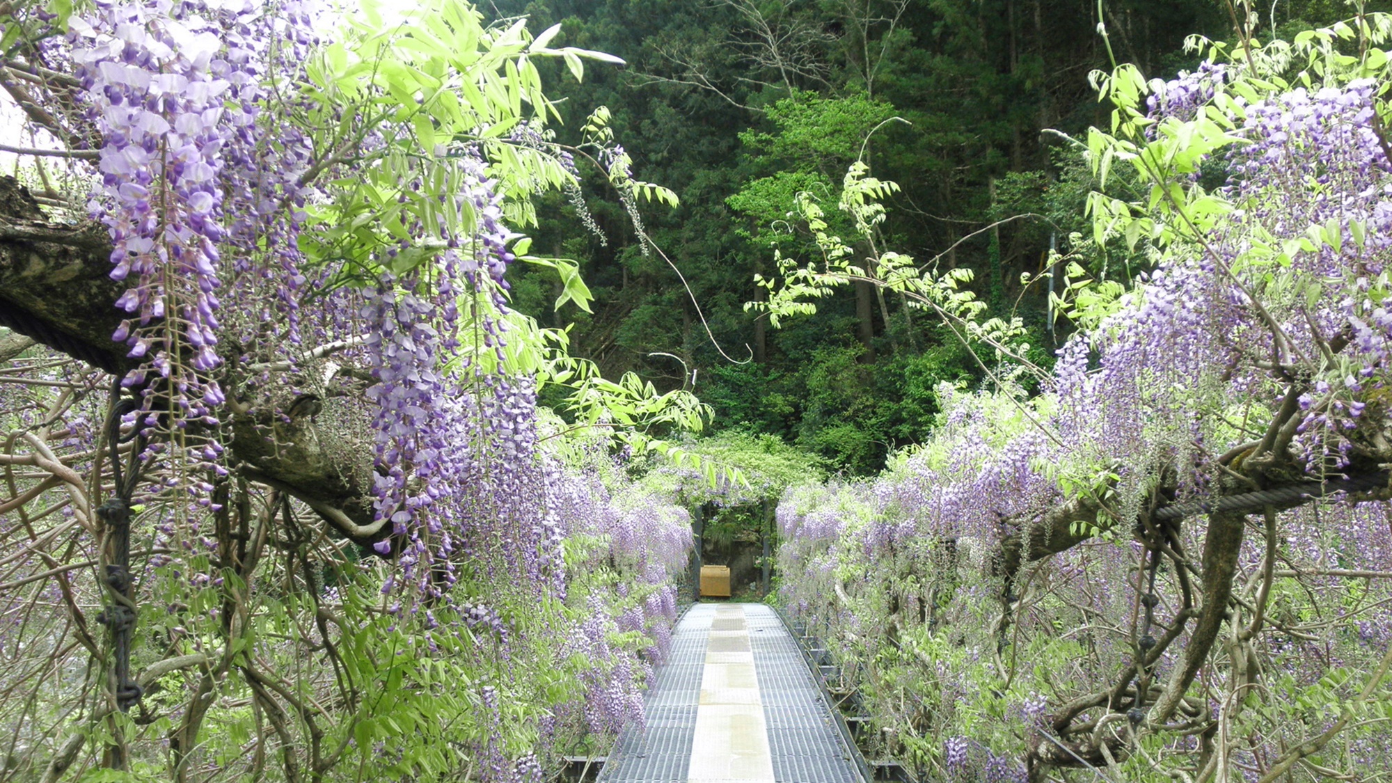 *【ふじかずら橋】薄紫色がとても美しい。見頃をむかえた当館横のふじかずら橋。 ※通行不可※