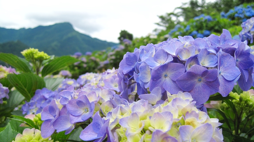 *【周辺観光/夏】紫陽花/６中旬～７月上旬