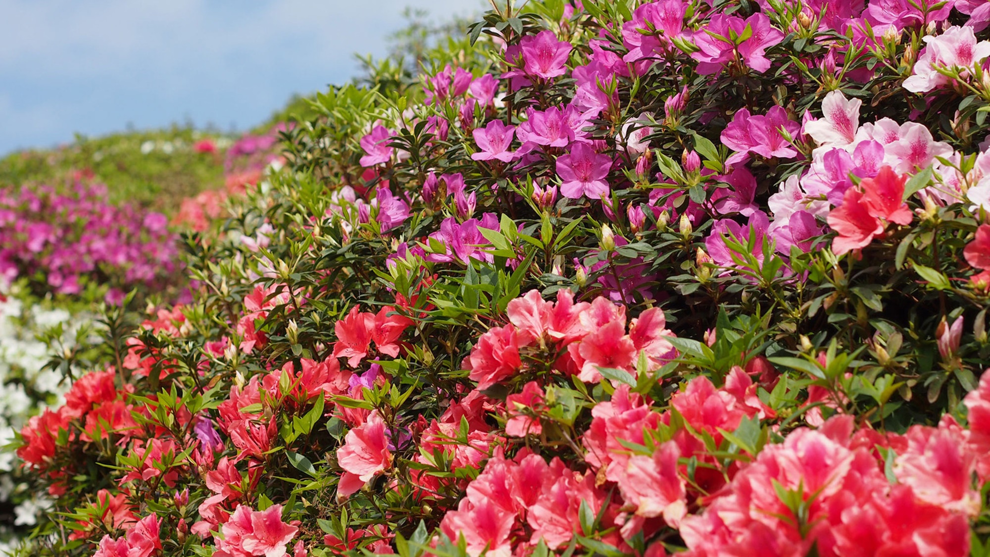 *【つつじ園】色鮮やかなつつじの花々をぜひご覧下さいませ。