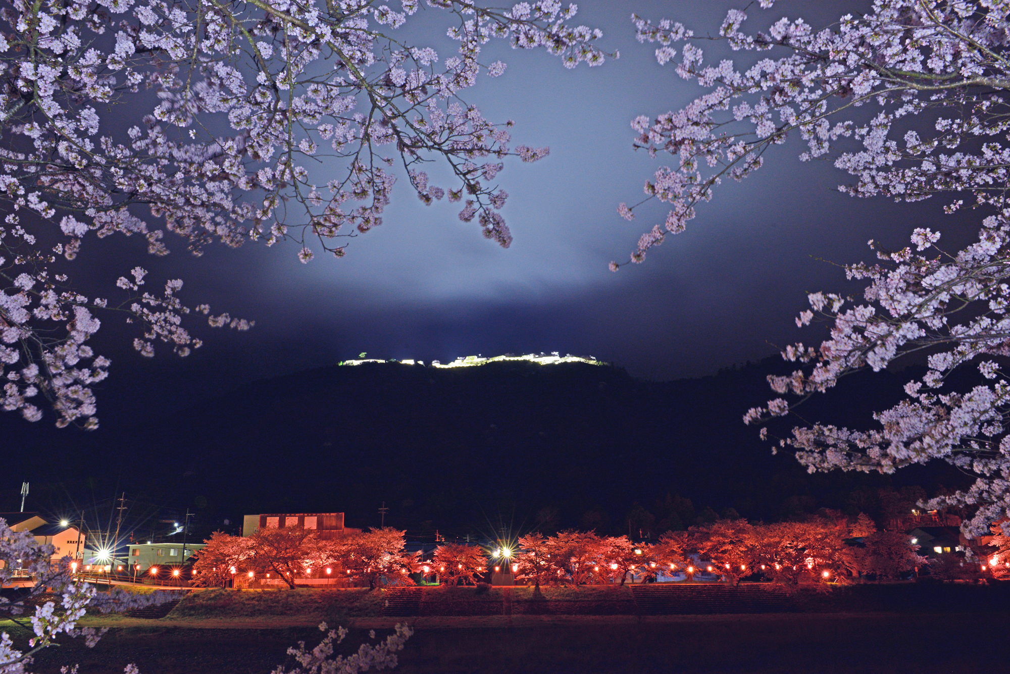春の竹田の町は桜色♪円山川沿いの夜桜と城址のライトアップを麓の城下町にて