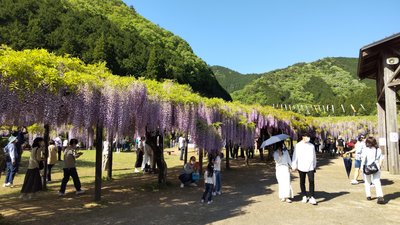 白井大町藤公園