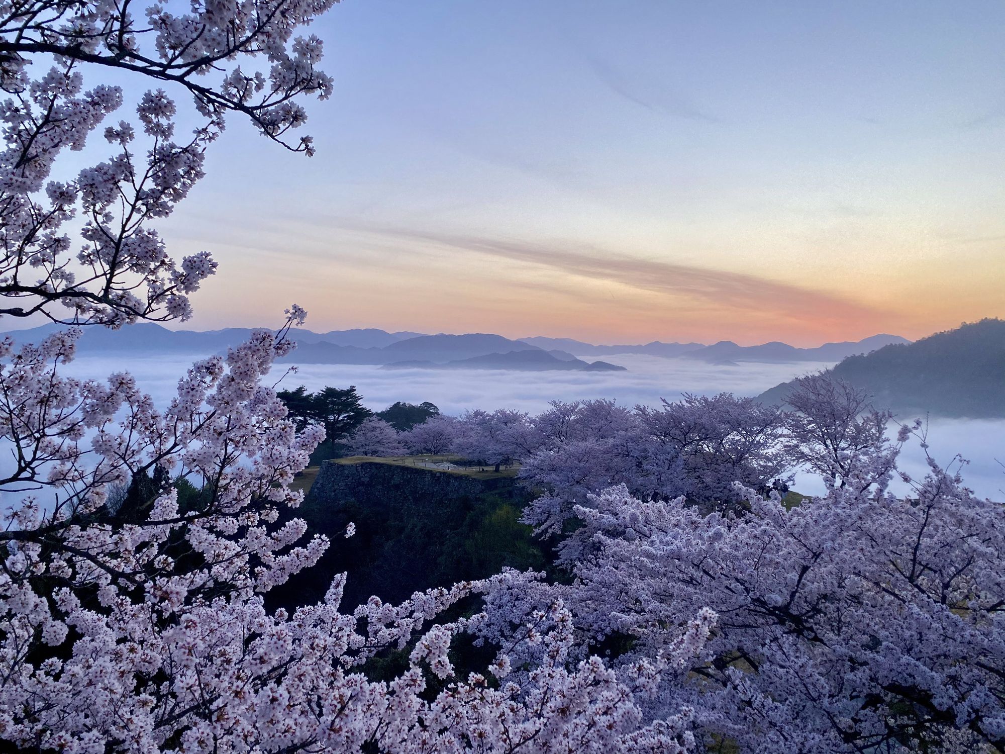 桜と雲海のレアな竹田城早春には春の雲海がご覧いただけます。