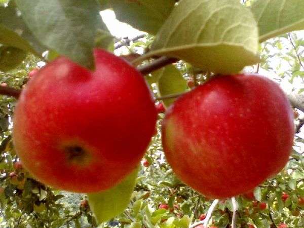 小諸の秋の味覚りんご