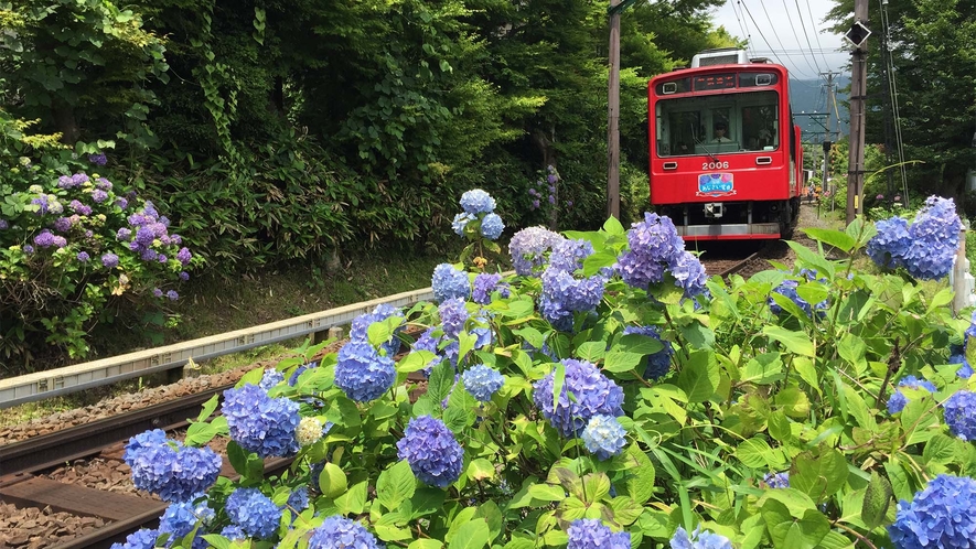 ■箱根登山鉄道（あじさい列車）