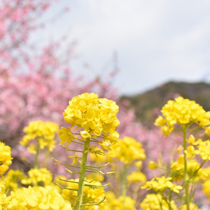 □河津桜