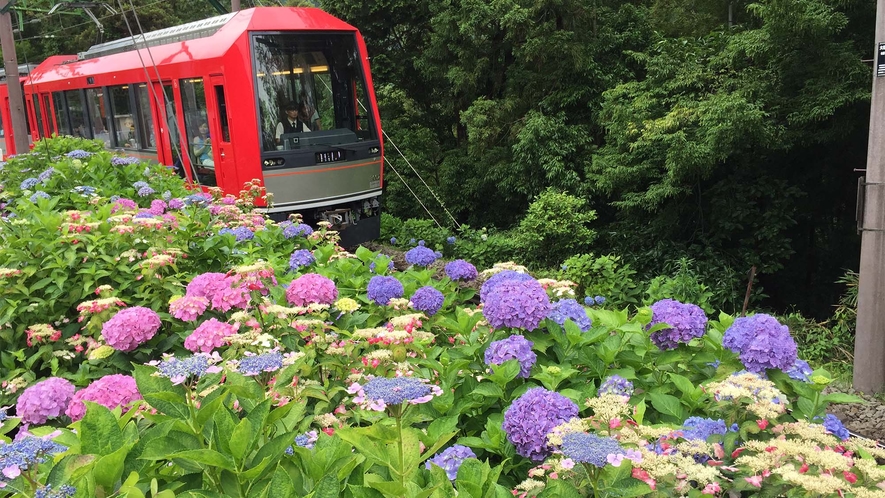 ■箱根登山鉄道（あじさい列車）