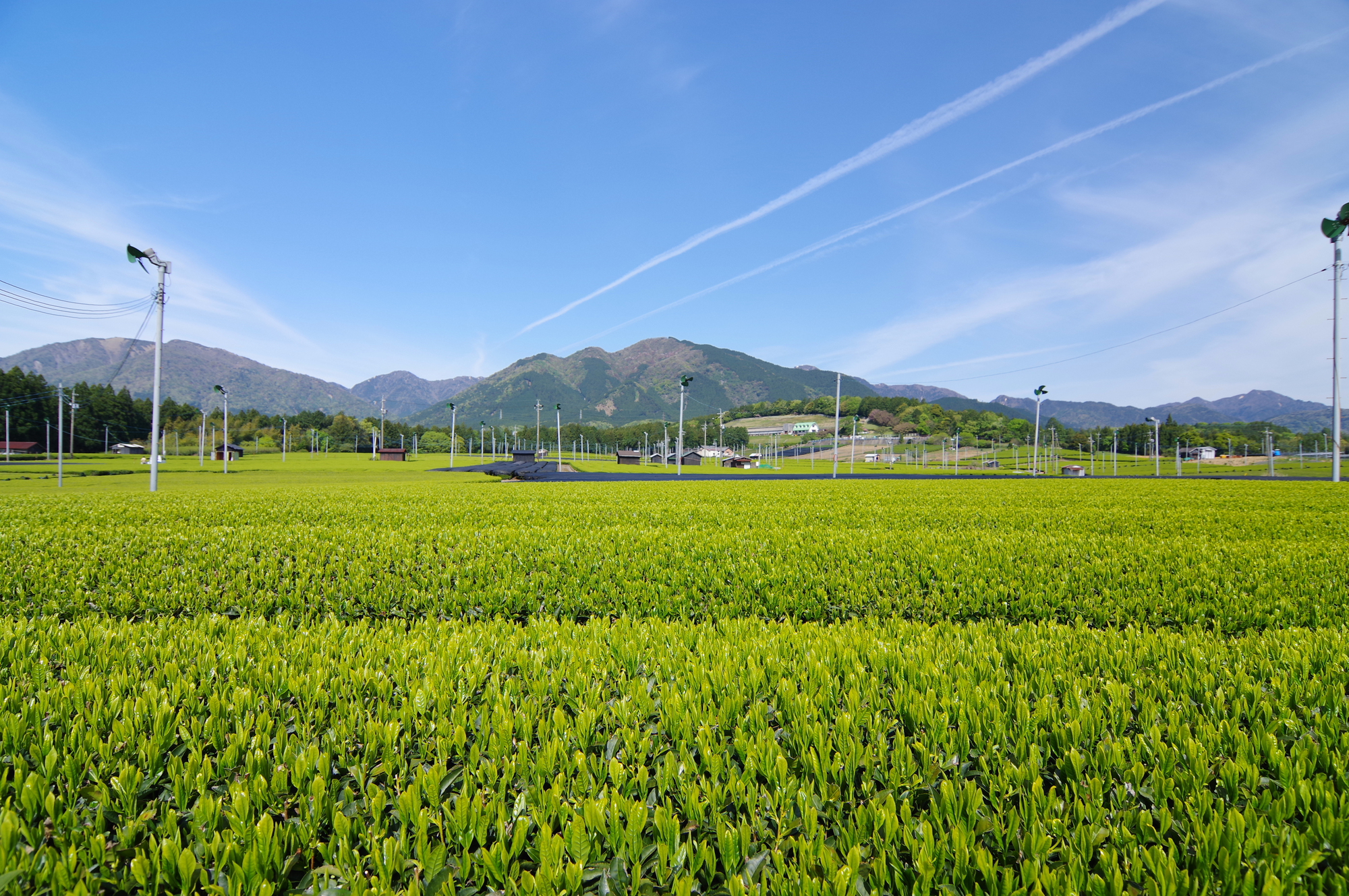 水沢地区の新茶畑