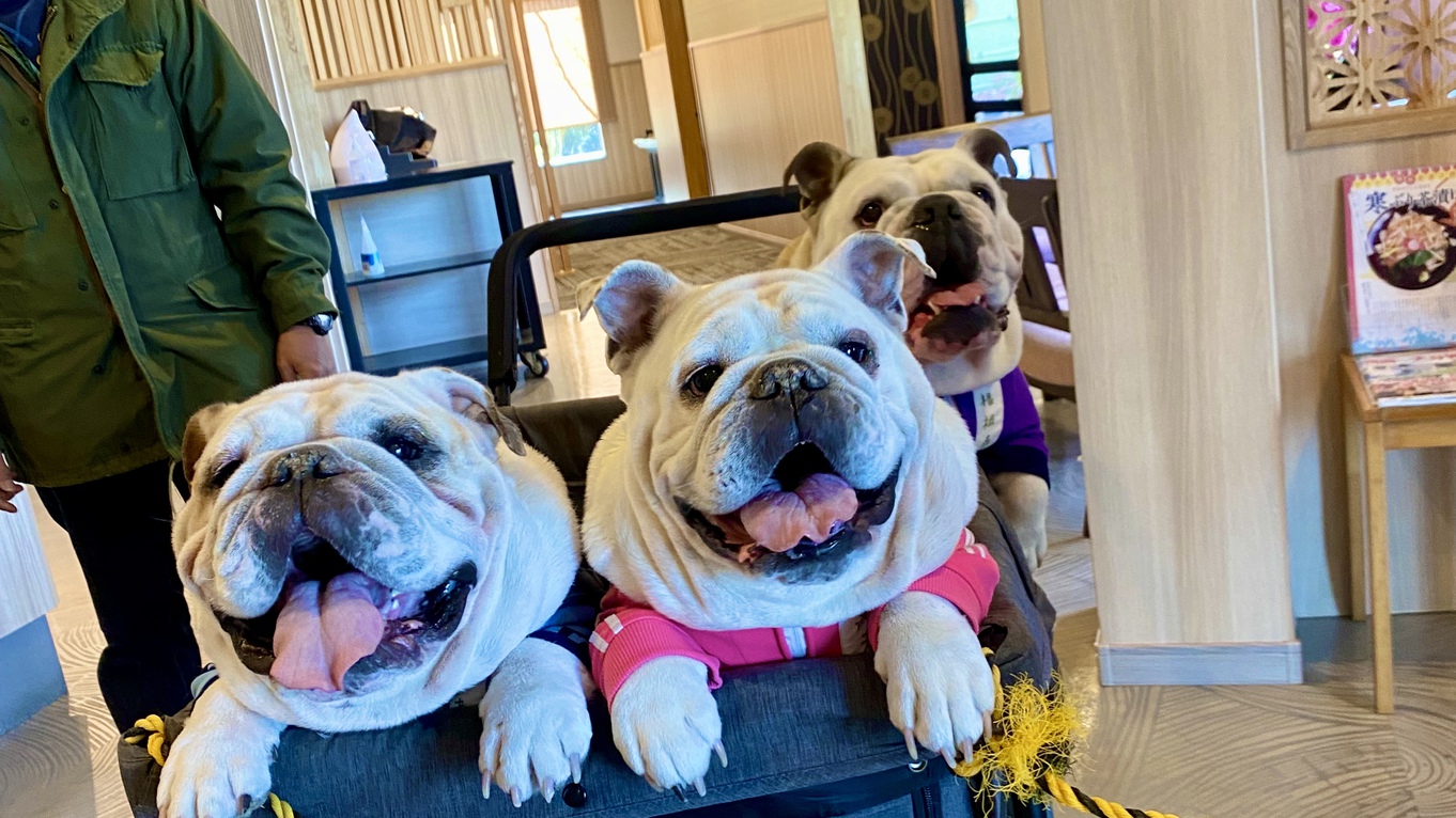 ★ペット同宿【四季を味わう会席プラン】迷ったらコレ！当館自慢のスタンダード2食付き