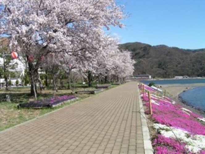 河口湖畔の桜と芝桜