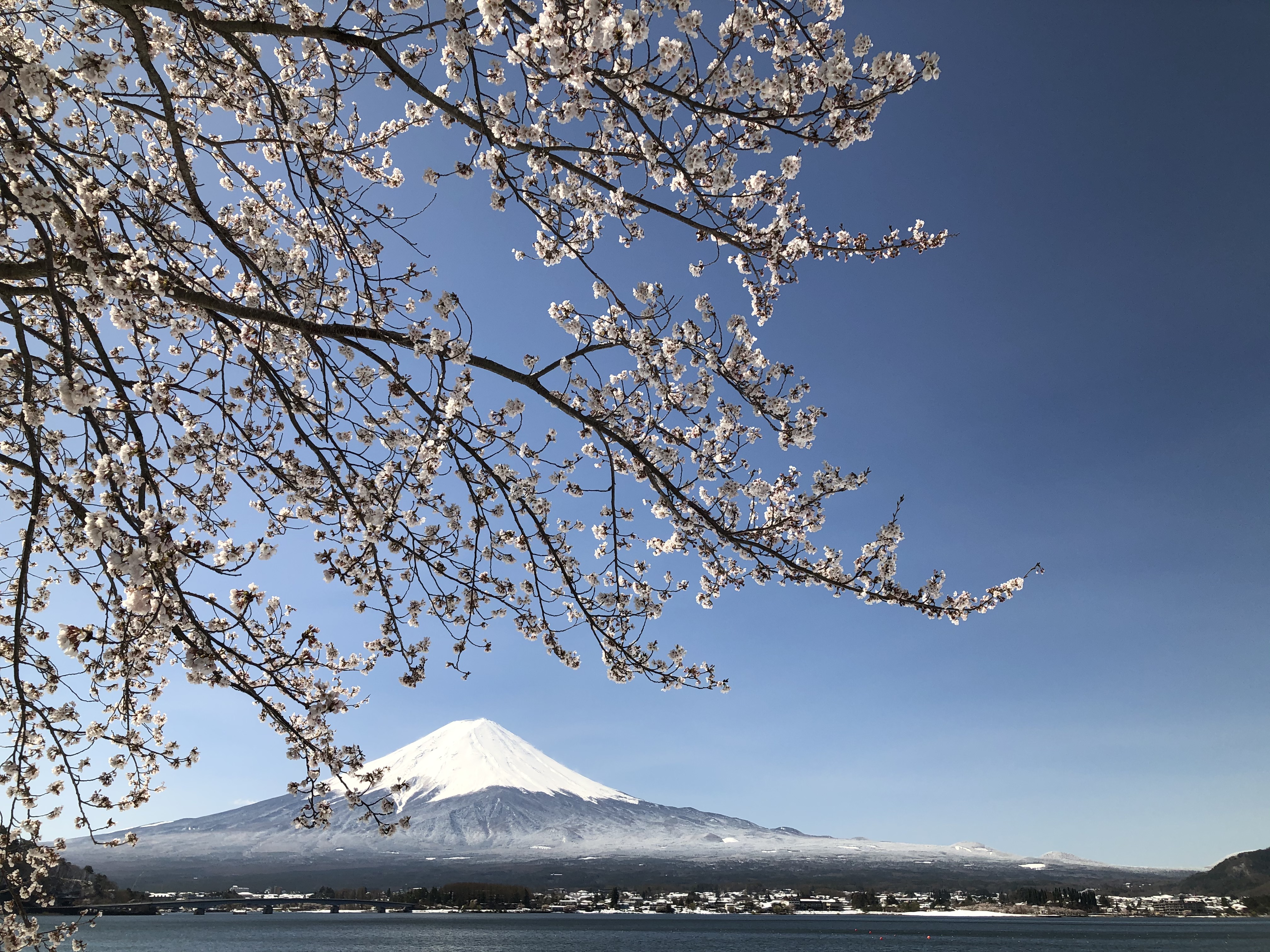 桜と新雪の富士山　河口湖畔