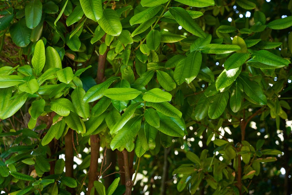 フクギ科フクギ族　常緑の高木です
