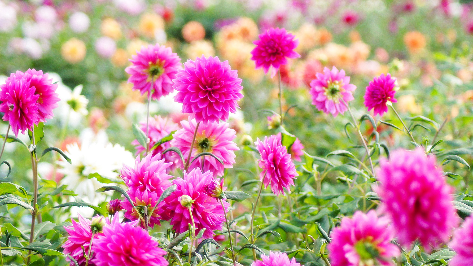 ＃周辺情報　毎年8月～11月上旬まで楽しめます