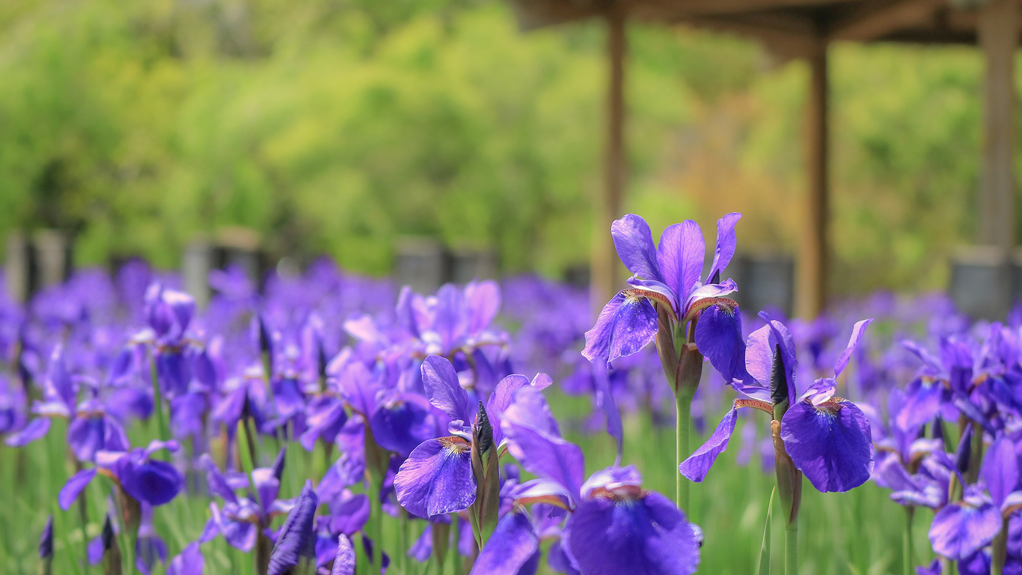 ＃周辺情報　長井あやめ公園
