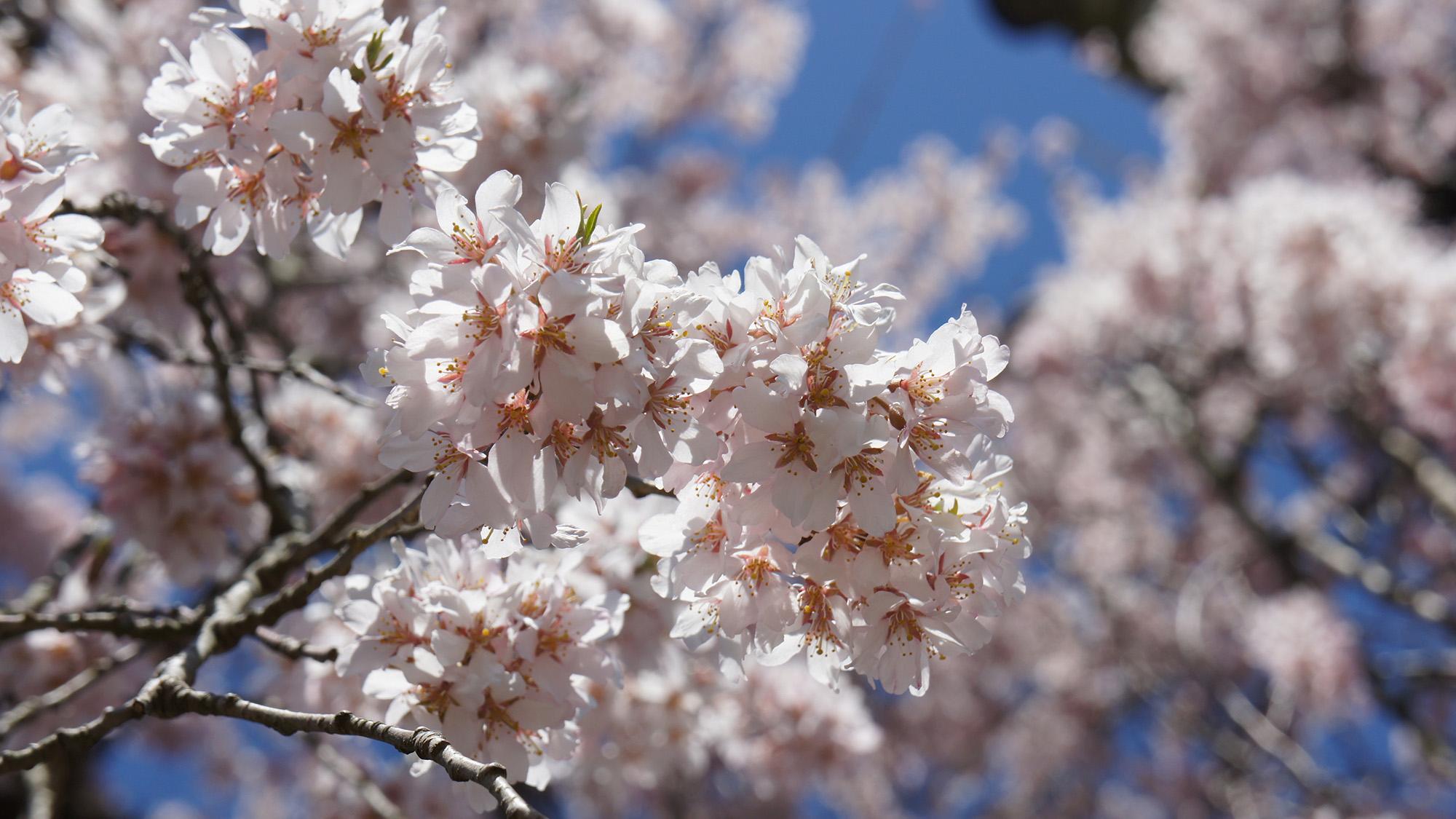 観光◆身延町内には桜の名所が多数あります。
