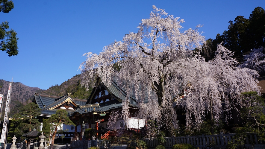 観光◆久遠寺～しだれ桜１００選にも選ばれている樹齢400年を超える桜です山本坊より車で5分