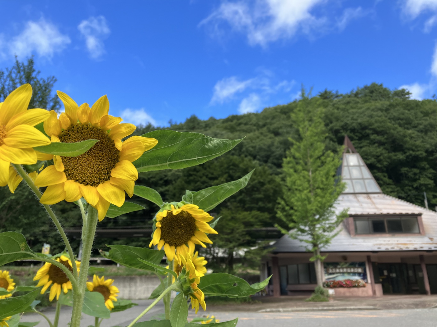 【22時までチェックインOK】素泊りで温泉天国☆塩原温泉11湯のひとつ★23時〜内湯貸切入浴！
