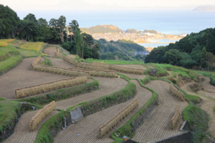 稲刈り後の掛け干し風景