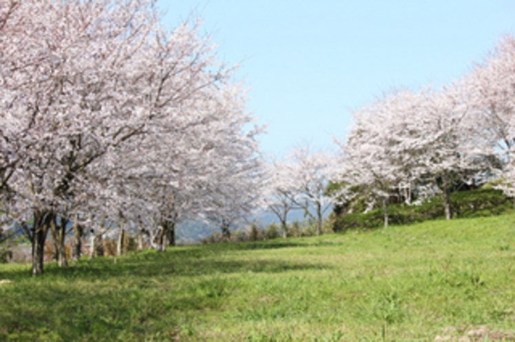 日野江城跡の桜