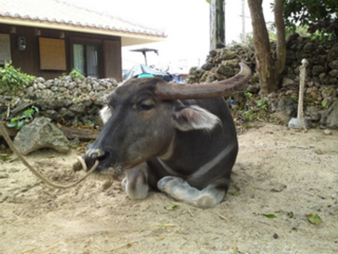 竹富島の水牛
