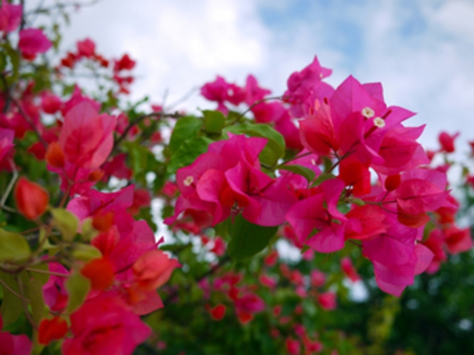 島にはブーゲンビリアの花が多く咲いています