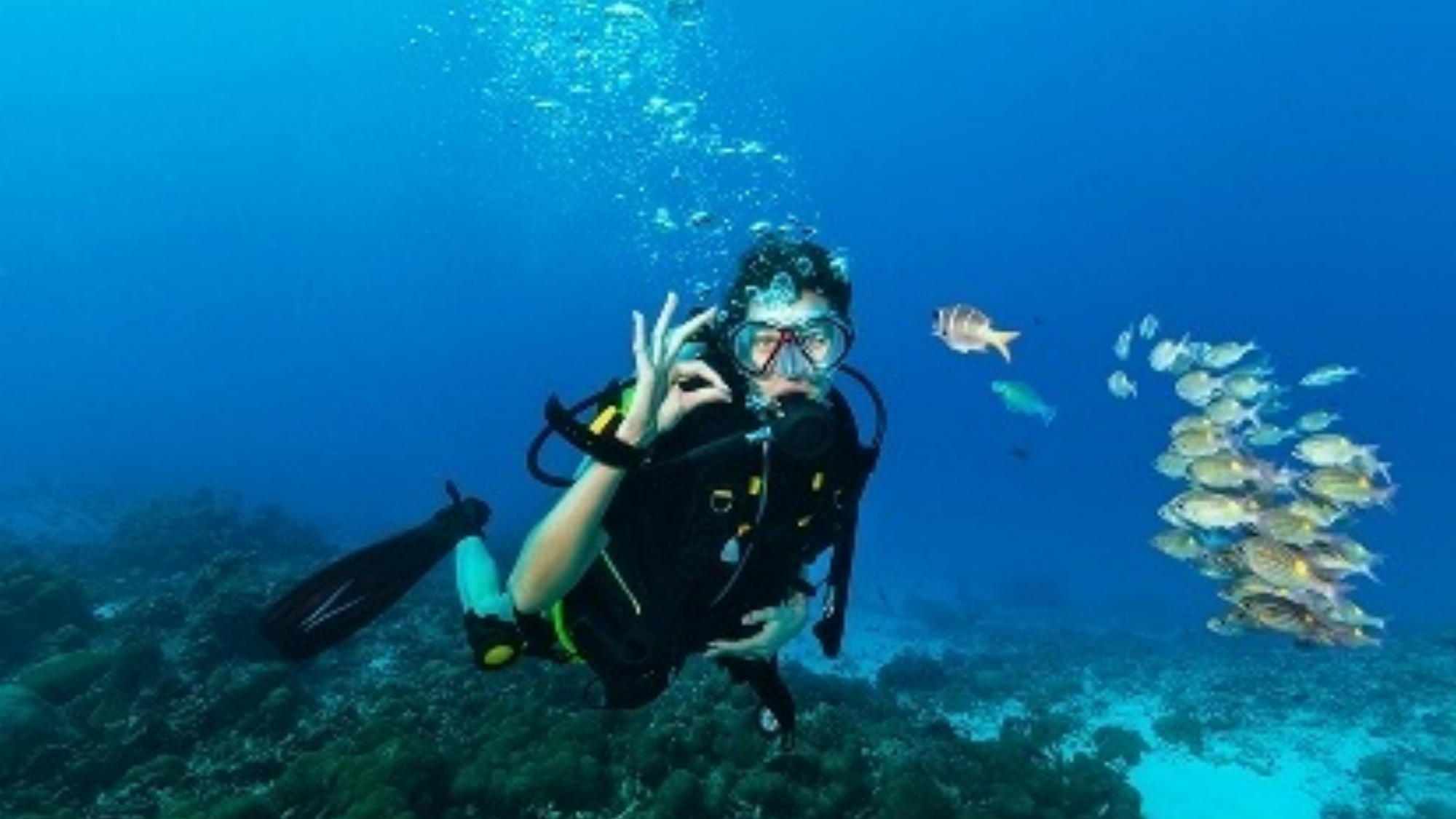 ダイビング｜透明度の高い海で多彩な海中景観を楽しみながらダイビングを体感！
