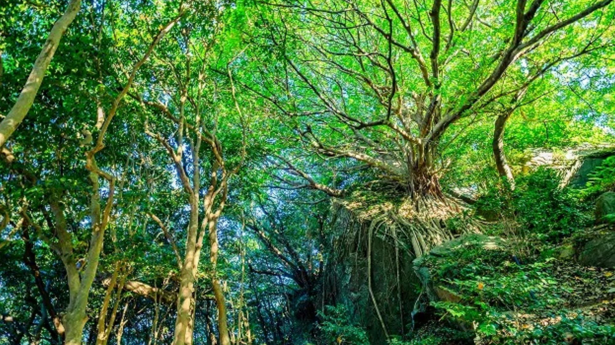 西平椿公園｜&ldquo;天草のラピュタ&rdquo;とも称されるパワースポットです