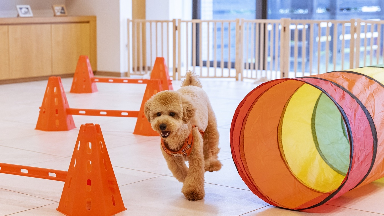 【大切なワンちゃんと一緒】ご夕食も家族で〜ペットレストラン“ウィズ”（夕食：ウィズ/朝食：ブッフェ）