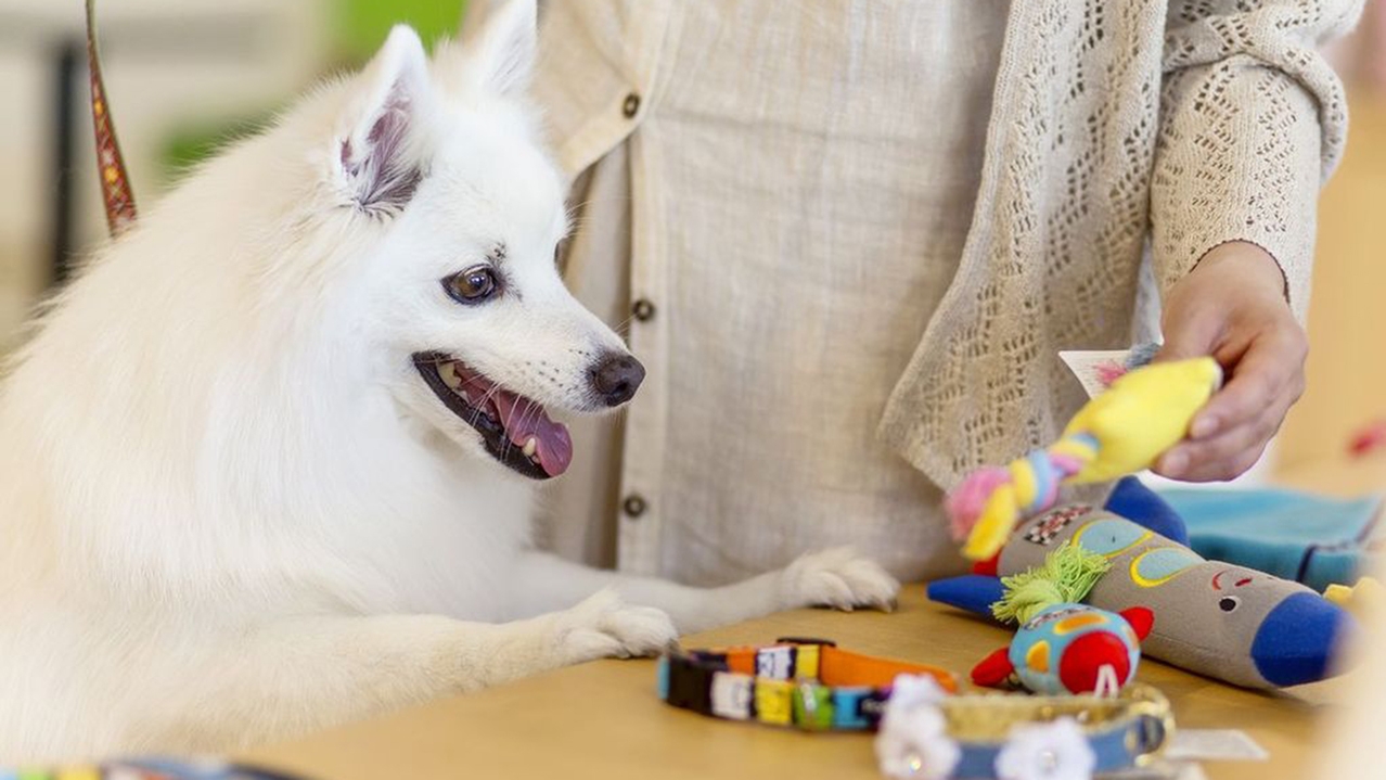 【大切なワンちゃんと一緒】ご夕食も家族で〜ペットレストラン“ウィズ”（夕食：ウィズ/朝食：ブッフェ）