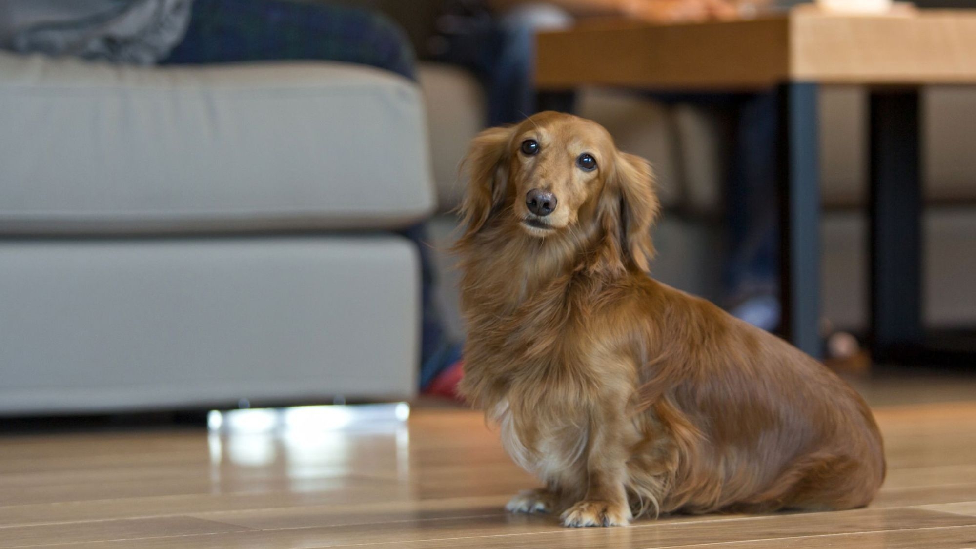 【ワンちゃんルーム】「フランス料理」と「懐石料理」の美と技法の調和 （夕食フレンチ懐石/朝食ブッフェ