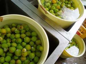 ◇梅◇つけこんで・・・・