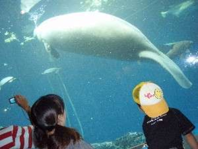 鳥羽水族館・ジュゴン〜子供の頃からいる水族館の代名詞です