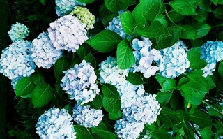 紫陽花