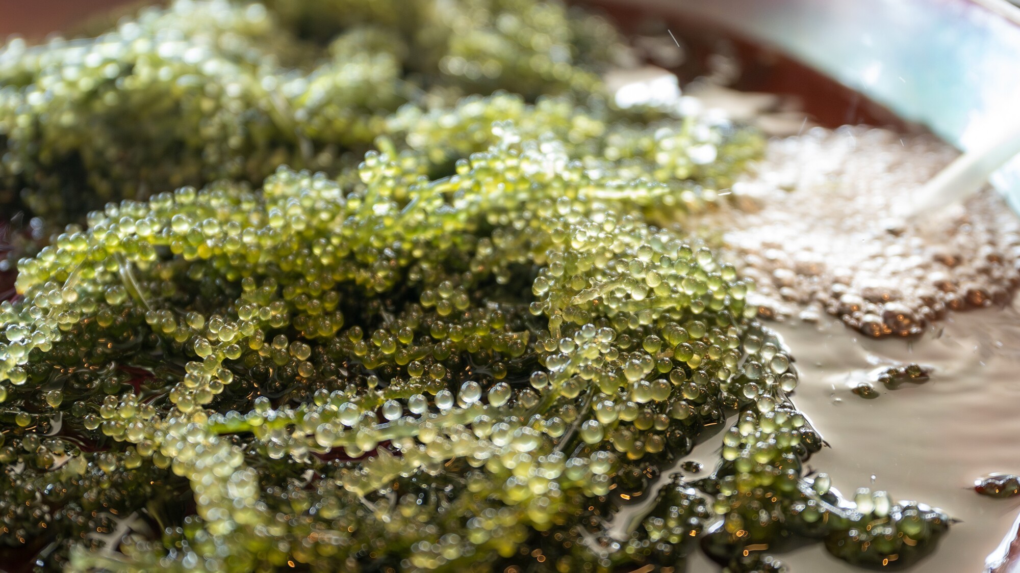 新鮮でプチプチ食感がたまらない