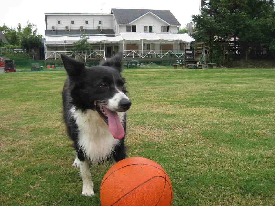 【ペット（コテージ）＆BBQ】2000㎡の天然芝ドッグラン