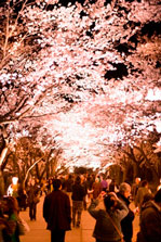 高田城100万人観桜会